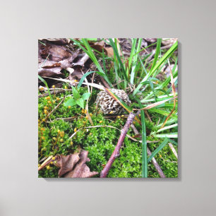 Gray Morel auf Leinwand