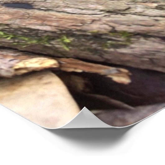 Gray Morel Poster (Ecke)