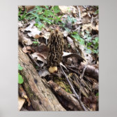Gray Morel Poster (Vorne)