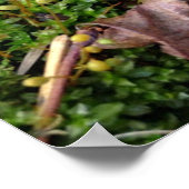 Gray Morel Poster (Ecke)