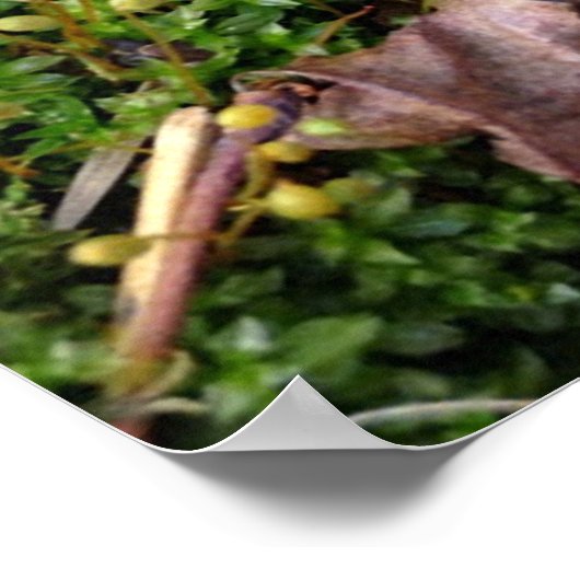 Gray Morel Poster (Ecke)