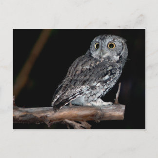 Gray Morph Eastern Screech Owl um Mitternacht Postkarte