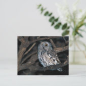 Gray Morph Eastern ScreechOwl at Night Postkarte (Stehend Vorderseite)