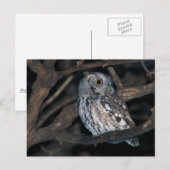 Gray Morph Eastern ScreechOwl at Night Postkarte (Vorne/Hinten)