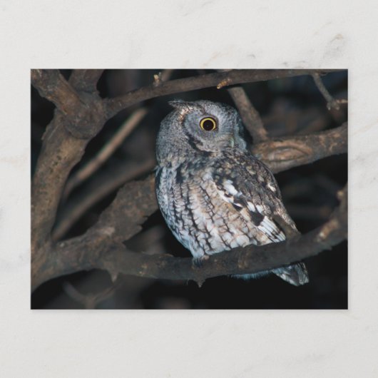 Gray Morph Eastern ScreechOwl at Night Postkarte (Vorderseite)