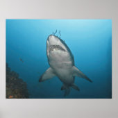 Gray Nurse Shark Poster (Vorne)