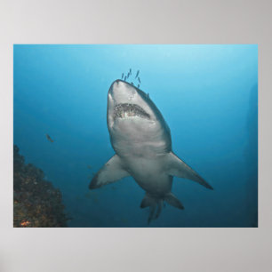 Gray Nurse Shark Poster