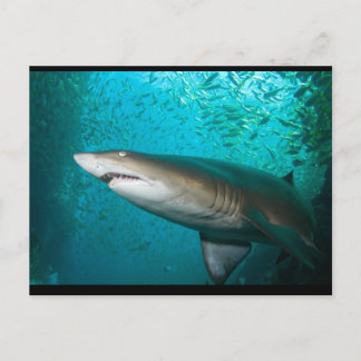 Gray Nurse Shark Postkarte