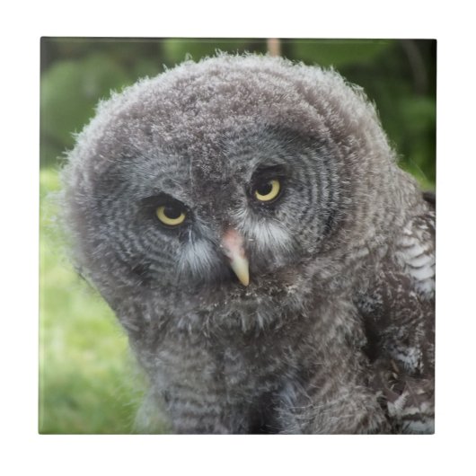 GRAY OWL FLIESE (Vorderseite)