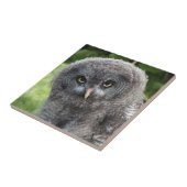 GRAY OWL FLIESE (Seite)