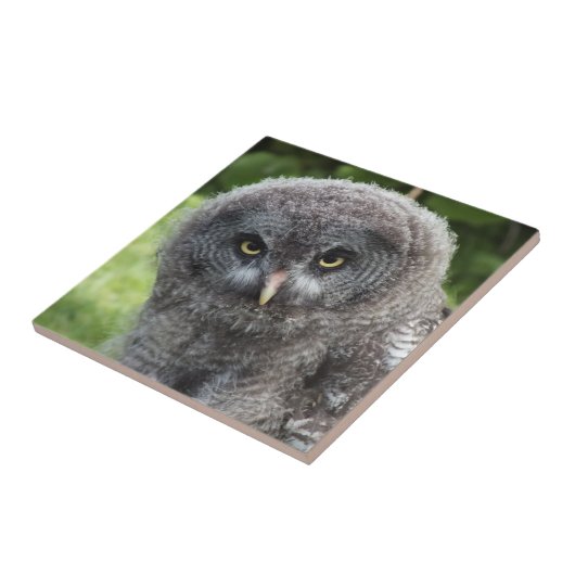 GRAY OWL FLIESE (Seite)