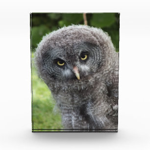 GRAY OWL FOTOBLOCK