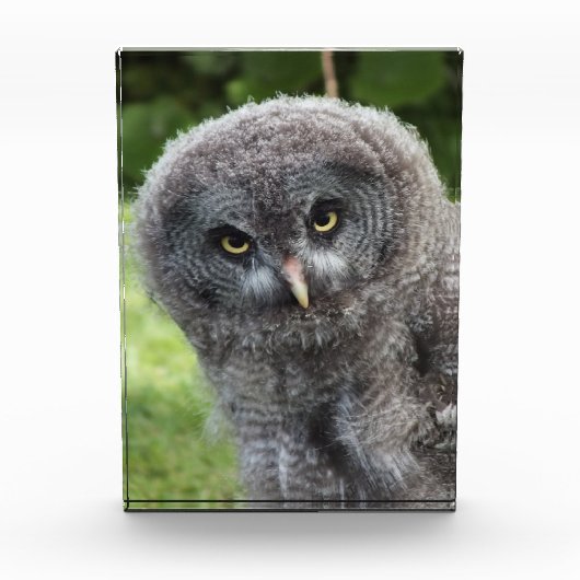 GRAY OWL FOTOBLOCK (Vorderseite)