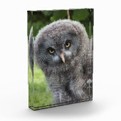 GRAY OWL FOTOBLOCK (Links)