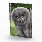 GRAY OWL FOTOBLOCK (Rechts)