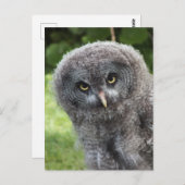 GRAY OWL POSTKARTE (Vorne/Hinten)