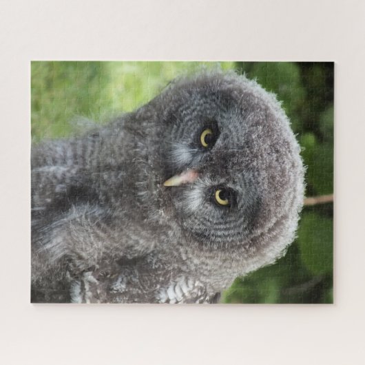 GRAY OWL PUZZLE (Horizontal)