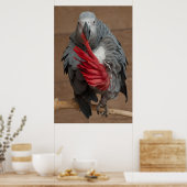 Gray Parrot Poster (Küche)