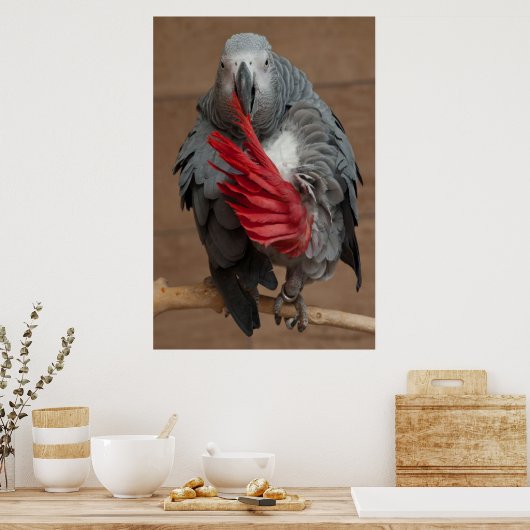 Gray Parrot Poster (Küche)
