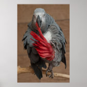 Gray Parrot Poster (Vorne)