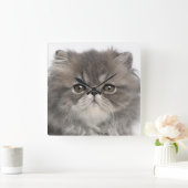 Gray Persian Kitten Quadratische Wanduhr (Zuhause)