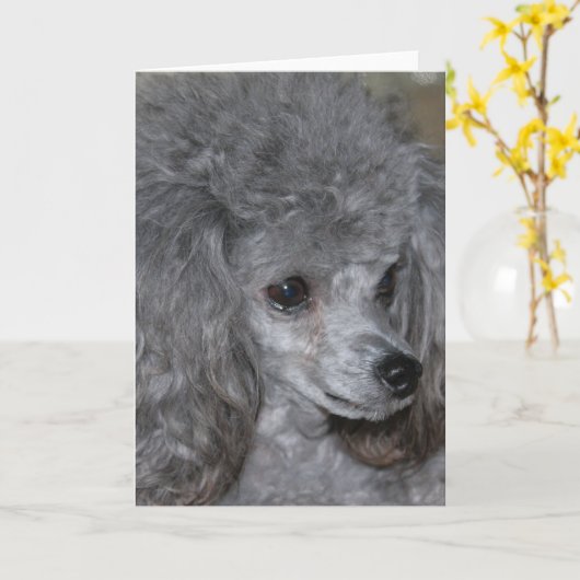 Gray Poodle Note Card Karte (Gelbe Blume)