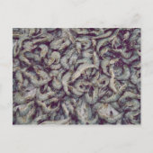 Gray Prawns Postkarte (Vorderseite)