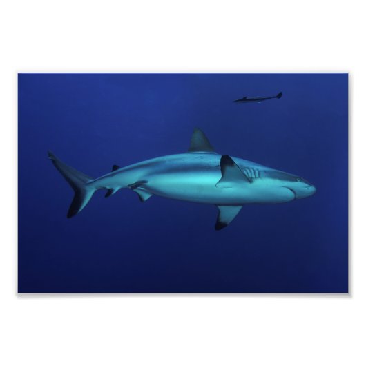 Gray Reef Shark at Osprey Reef Foto Print (Vorne)