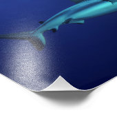 Gray Reef Shark at Osprey Reef Foto Print (Ecke)