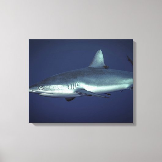 Gray Reef Shark in Yap Micronesia Leinwanddruck (Vorderseite)