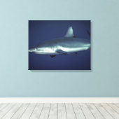 Gray Reef Shark in Yap Micronesia Leinwanddruck (Insitu (Holzboden))