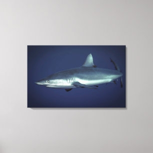 Gray Reef Shark in Yap Micronesia Leinwanddruck