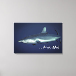 Gray Reef Shark in Yap Micronesia Leinwanddruck