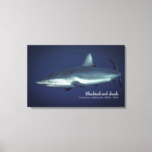 Gray Reef Shark in Yap Micronesia Leinwanddruck (Vorderseite)