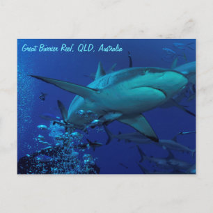 Gray Reef Shark Postcard Postkarte