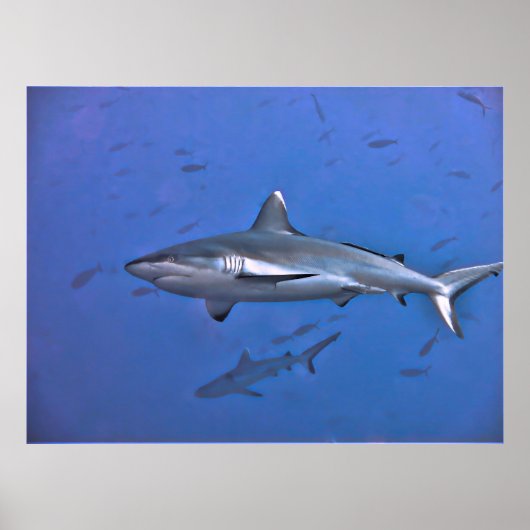 Gray Reef Shark Poster (Vorne)