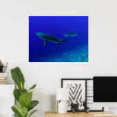 Gray Reef Shark Poster (Heimbüro)