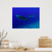 Gray Reef Shark Poster (Küche)