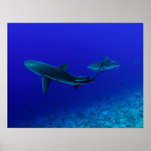 Gray Reef Shark Poster