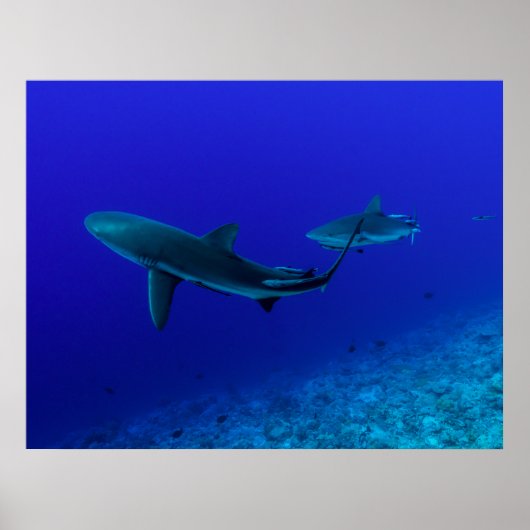 Gray Reef Shark Poster (Vorne)