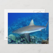 Gray Reef Shark Postkarte (Vorne/Hinten)