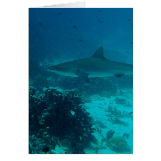 Gray Reef Shark Swimming (Vorne)