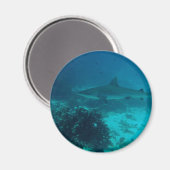 Gray Reef Shark Swimming Magnet (Vorderseite/Rückseite)