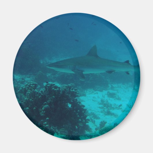 Gray Reef Shark Swimming Magnet (Vorne)