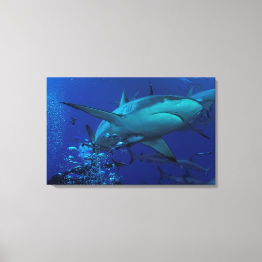 Gray Reef Shark Wrapped Canvas Leinwanddruck (Vorderseite)