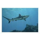 Gray Reefshark am Korallenriff von Yap Island | Poster (Vorderseite)