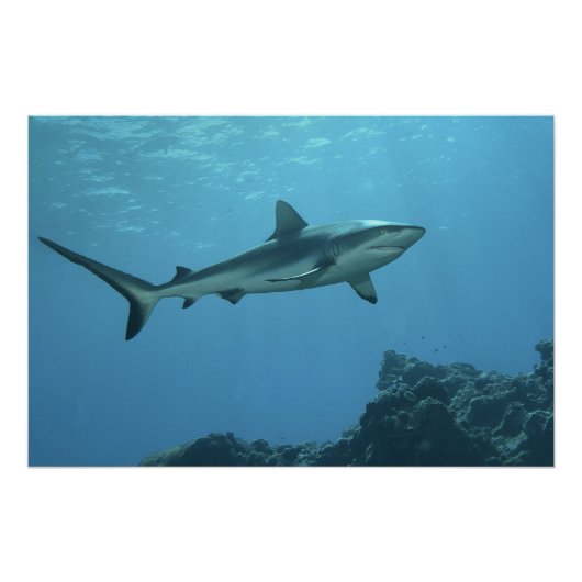 Gray Reefshark am Korallenriff von Yap Island | Poster (Vorderseite)