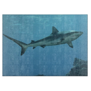 Gray Reefshark am Korallenriff von Yap Island Schneidebrett