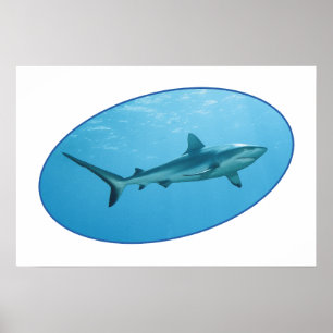 Gray Reefshark, Yap Island - fotografisches Design Poster