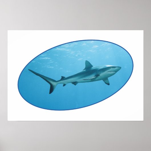 Gray Reefshark, Yap Island - fotografisches Design Poster (Vorne)